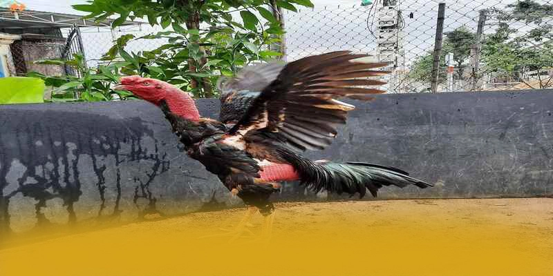Khả năng truy cập đa nền tảng cùng W88 Khả năng truy cập đa nền tảng cùng W88